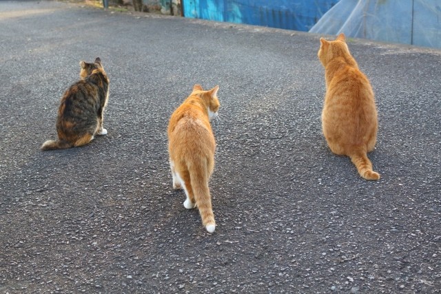 「もってのほか」のペット注意事項　猫から感染症で国内初の死者
