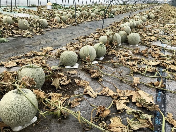 開始1日で900万円超えた！　除草剤被害のメロン農家「寺坂農園」CFに善意の手