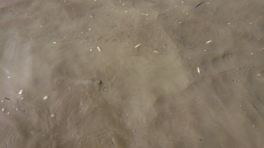 大部分の水を抜いた池の様子。ここでも小型魚の死体が浮いている（同）