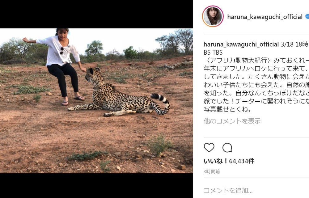 チーターの挙動にビックリ？（画像は川口さんのInstagramより）