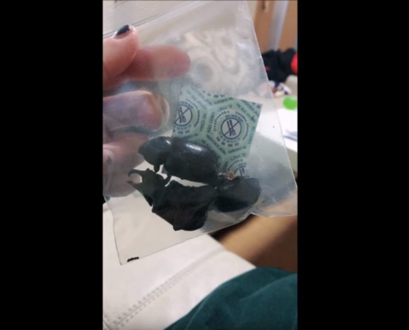 実際に食べたカブトムシ（グループの公式YouTubeより）