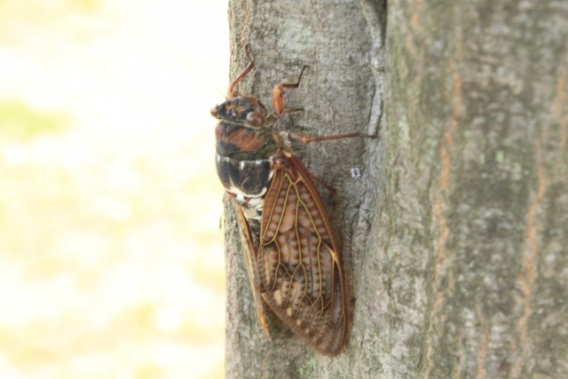 「素数ゼミ」にネット民、勘違い　「ゼミナールかと思ってたわ」