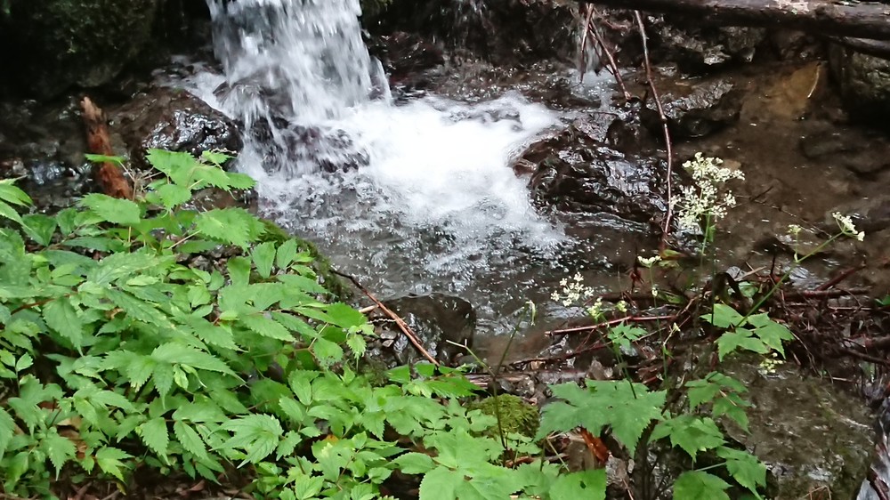 2歳児「3日サバイバル」に医者もビックリ　「水」「食料」「高温」の謎