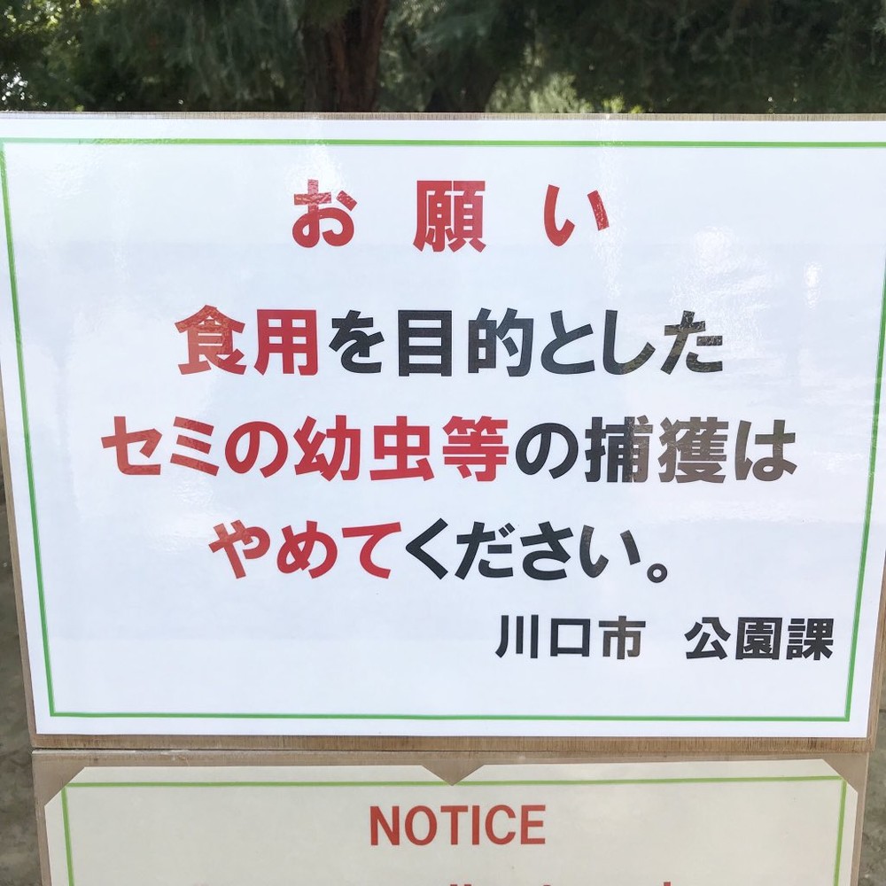 「食用目的のセミの幼虫捕獲やめて」　埼玉の公園担当課が注意促したワケ