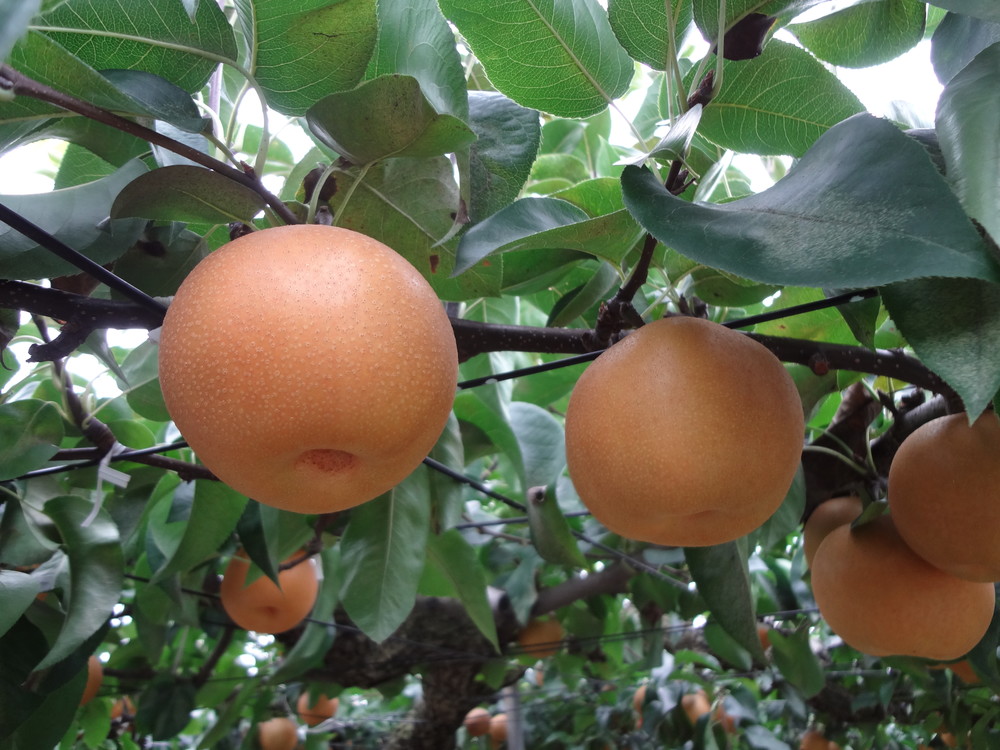 金足農校則「リンゴを盗むと停学」はホント？　教頭に真偽を聞くと...