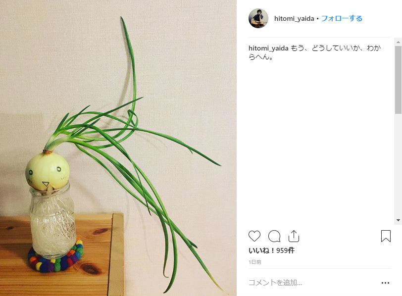 10月4日投稿時点の玉ねぎ