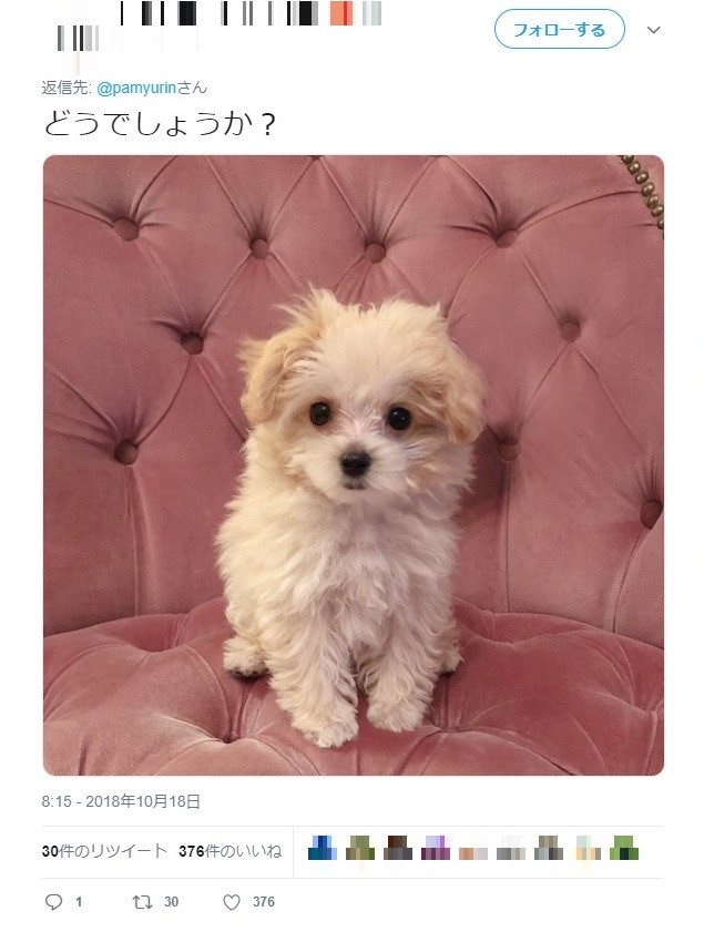 きゃりーぱみゅぱみゅさんのツイッターから
