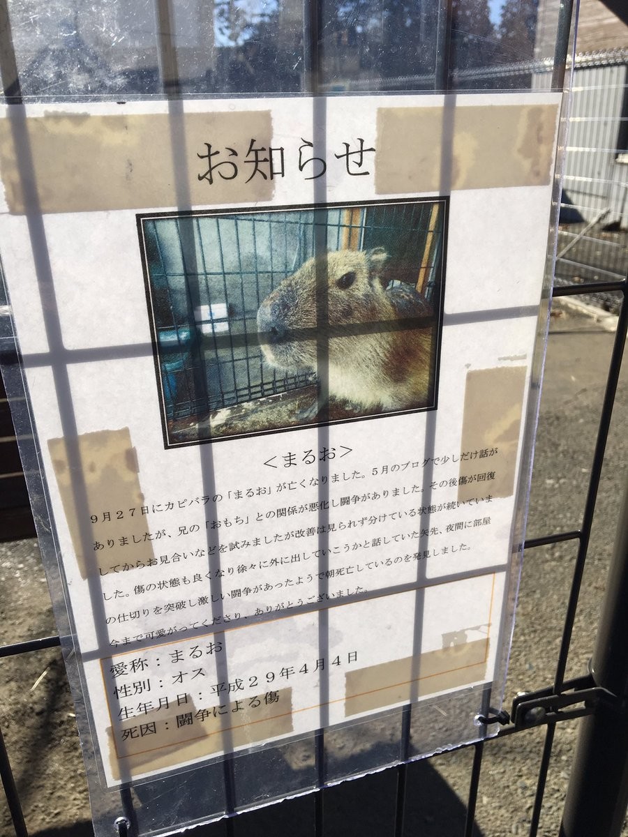 日立市かみね動物園に掲示された、カピバラ「まるお」の最期を伝える張り紙（写真提供：沼底なまず＠C95土曜東F02b（@eenamazu）さん）