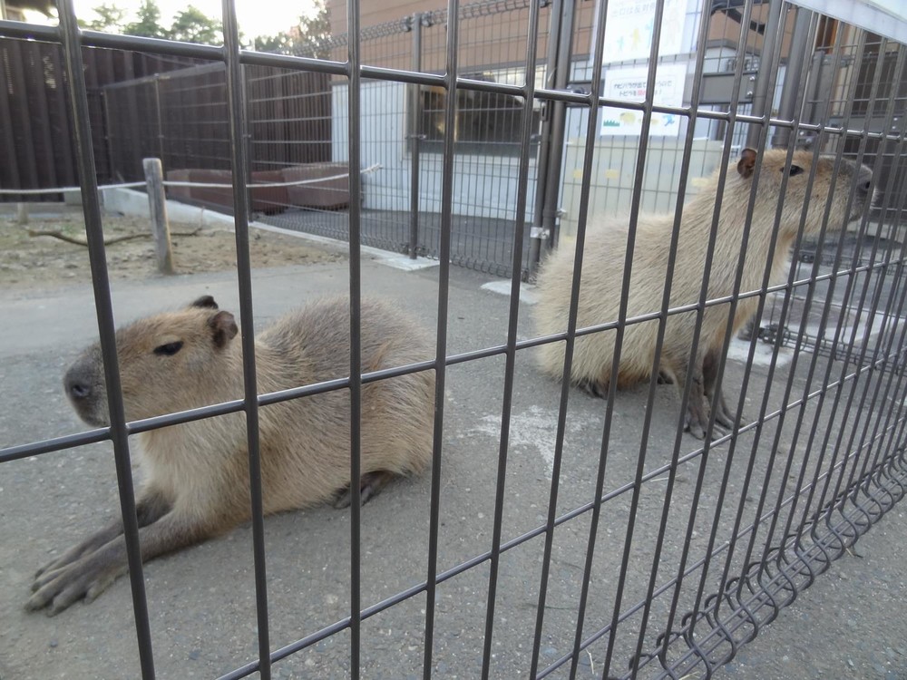 5月のブログに掲載された、まるお（左）とおもち（右）（写真提供：日立市かみね動物園）