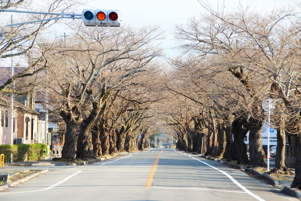 被災から8年、帰還未だ877人　桜とともに「待ち続ける」福島県富岡町のいま