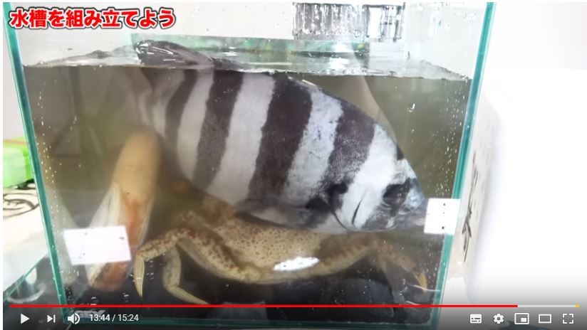 「生き物が可哀想」「魚で遊んでるだけ」　人気YouTuberのアクアリウム作りが「悪意しか感じない」と炎上する