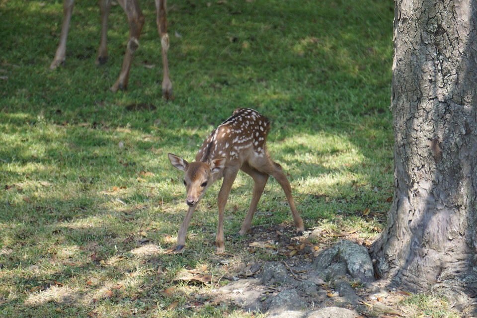 「子鹿には絶対に触らないで！」　奈良公園でのマナー呼びかけに「初めて知りました」の声
