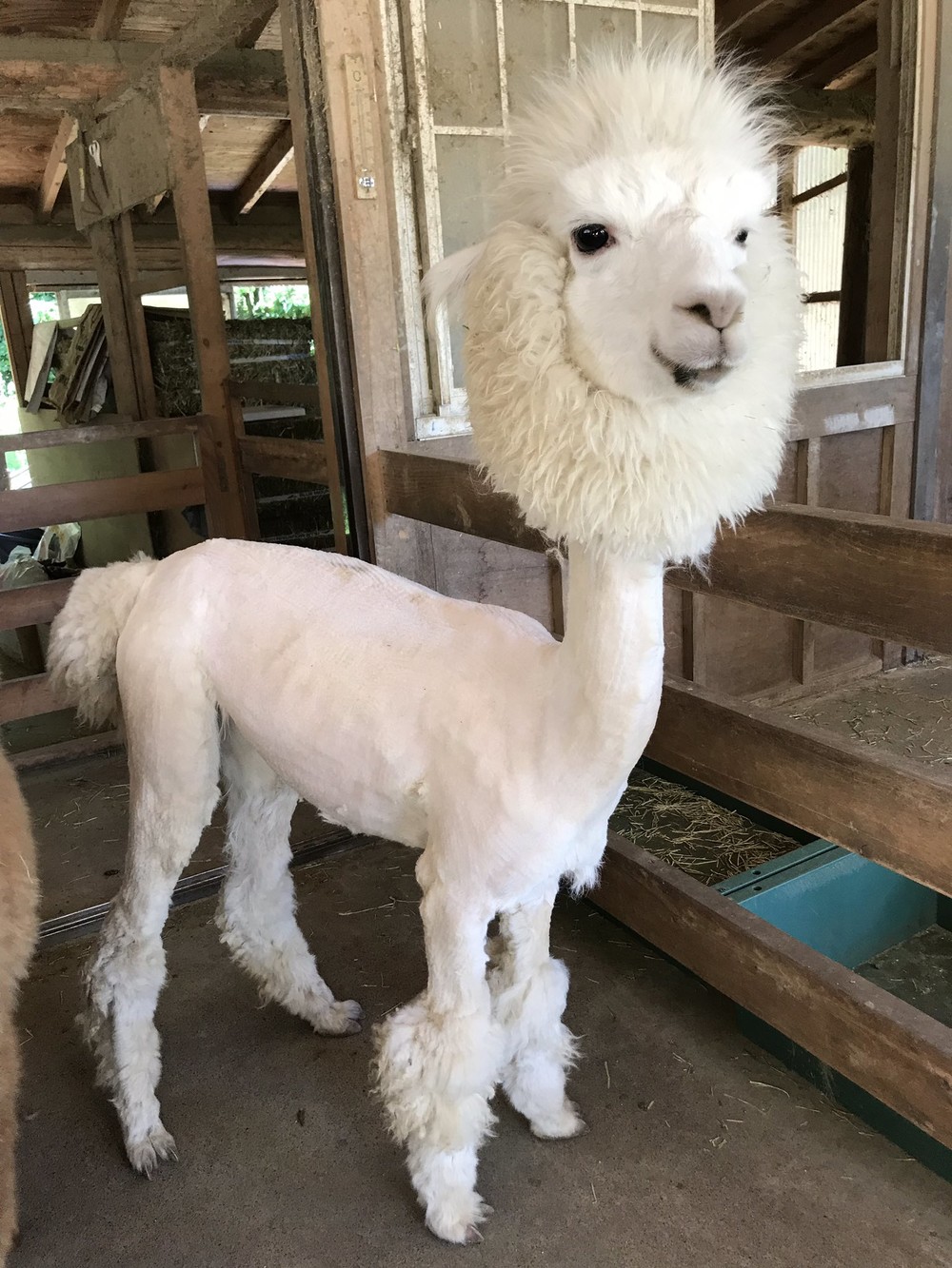 頭だけモフモフの「毛刈りされたアルパカ」　熱中症にならないの？飼育員に聞くと...