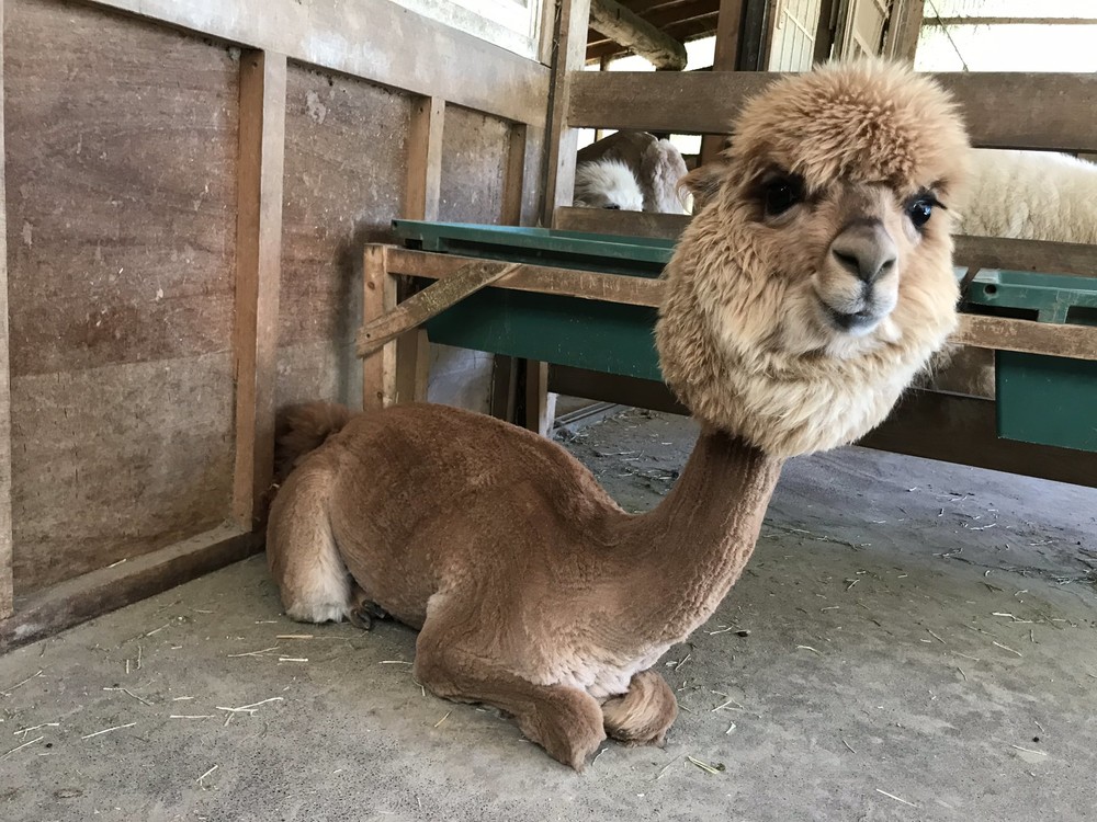 毛刈りされたアルパカ（イワナの里-のんびりアルパカ牧場（＠nonbirialpaca）提供）