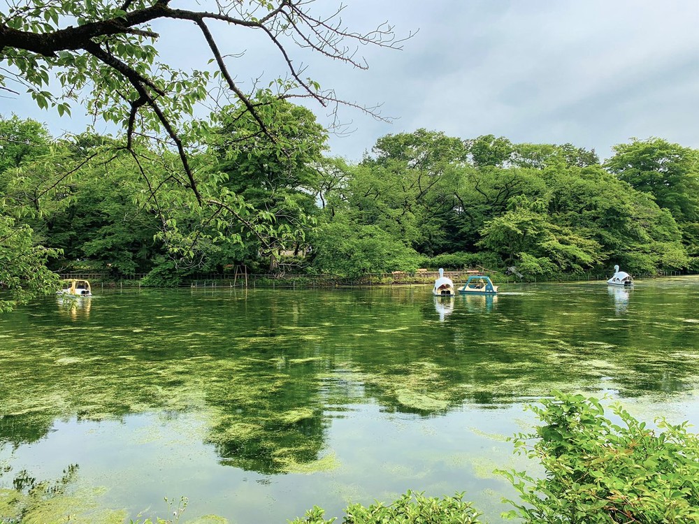 井の頭池が「まるでモネの名画のよう」　SNS映えの美観、陰には都・住民の努力が