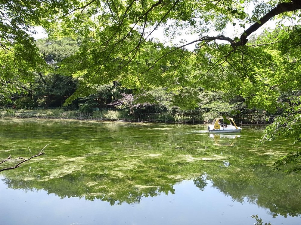 やはり井の頭池を捉えた写真（ハルモ（@harumo95）さん提供）