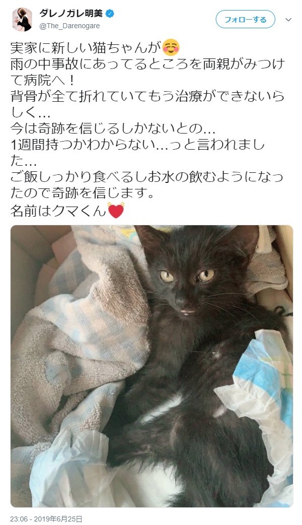 ダレノガレ、両親が大ケガの子猫を保護　「もう治療ができないらしく...今は奇跡を信じるしか」