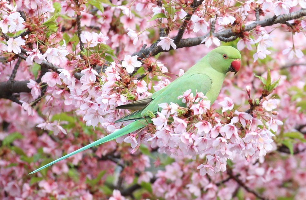 メスには、首の周りに「輪」がない