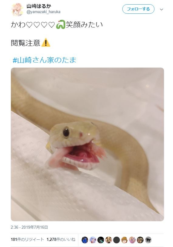 山崎さんが投稿したペットの「たま」（山崎さんのツイッターアカウントより）