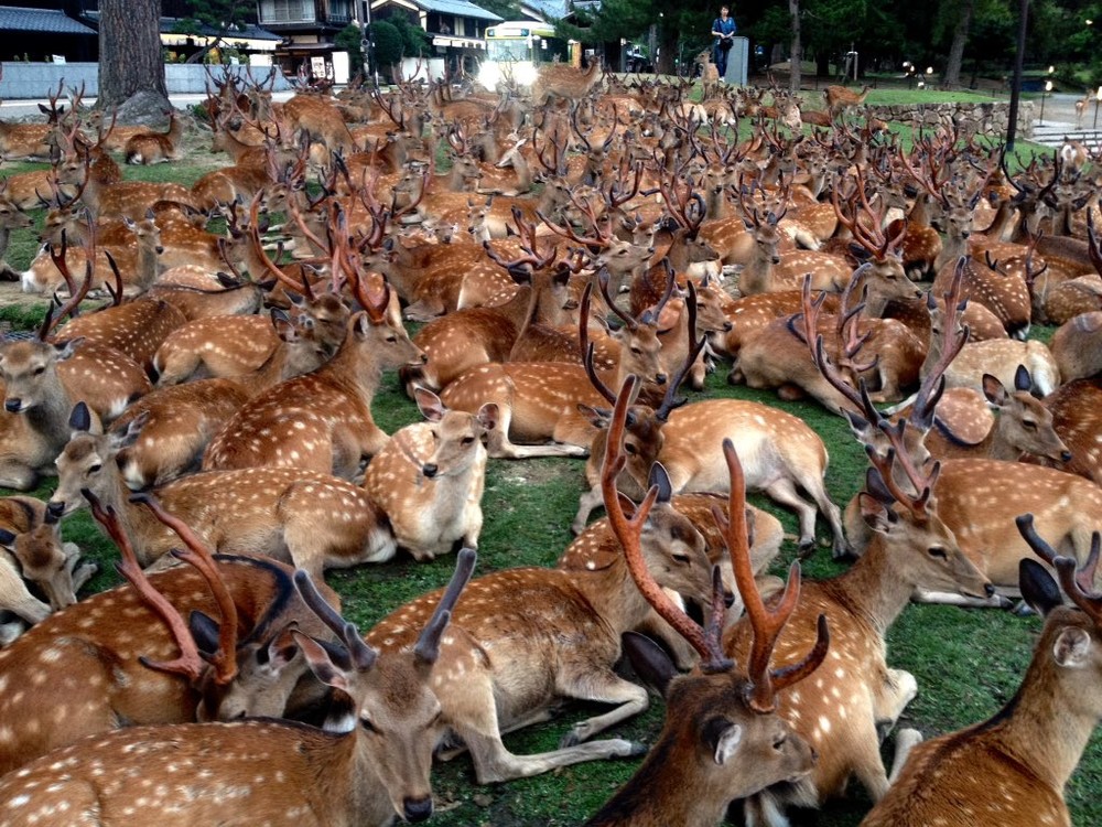 奈良の鹿が「夏の恒例ミーティング」？　ほんわかSNS写真が話題