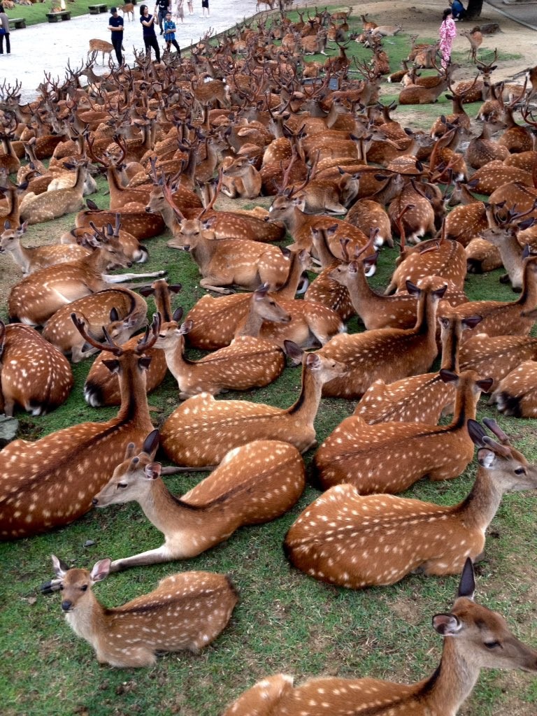 「鹿だまり」の様子（画像は同博物館の別の職員が16日19時頃撮影、提供）（2）