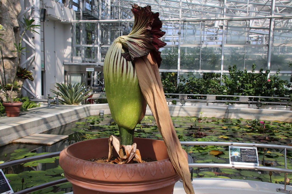 数年に一度開く「悪臭を放つ巨大花」　高さ2m超の「ショクダイオオコンニャク」が垂れた
