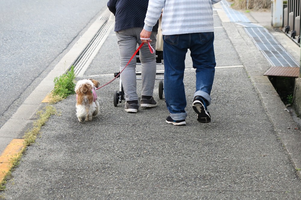 アスファルトの上を歩く犬（画像はイメージ）