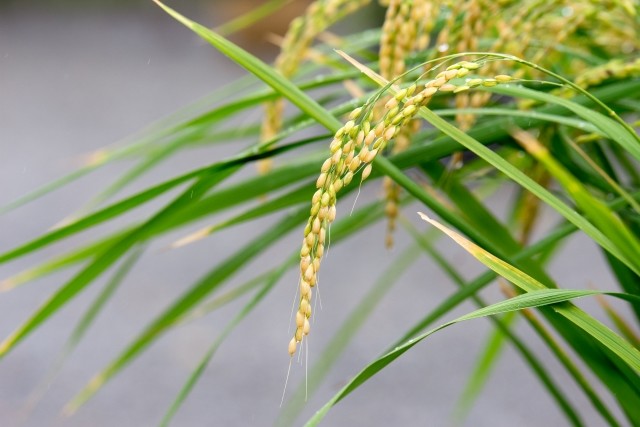 食料自給率、過去最低タイに　背景には「おかず量の増加」が