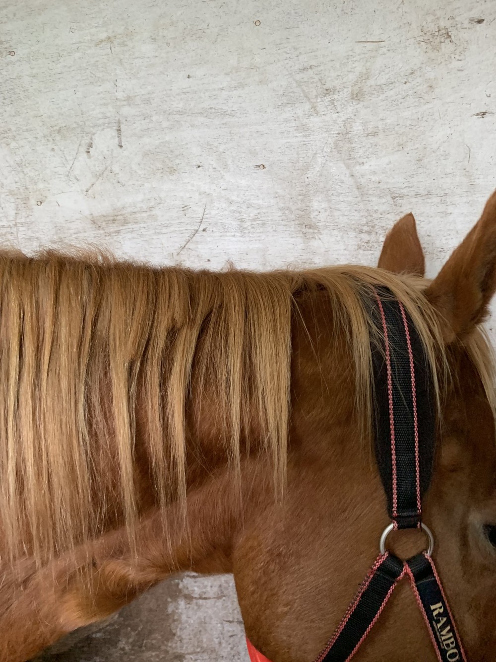 名馬の「たてがみ」悪質客が切る タイキシャトル、ローズキングダム