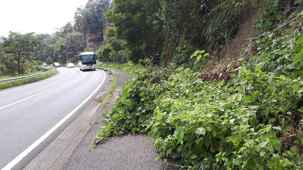 崩れてきた木の枝が撤去されず、歩道をふさいだままになっていた