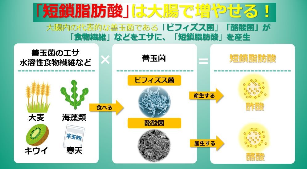  短鎖脂肪酸を大腸内で生産するメカニズム