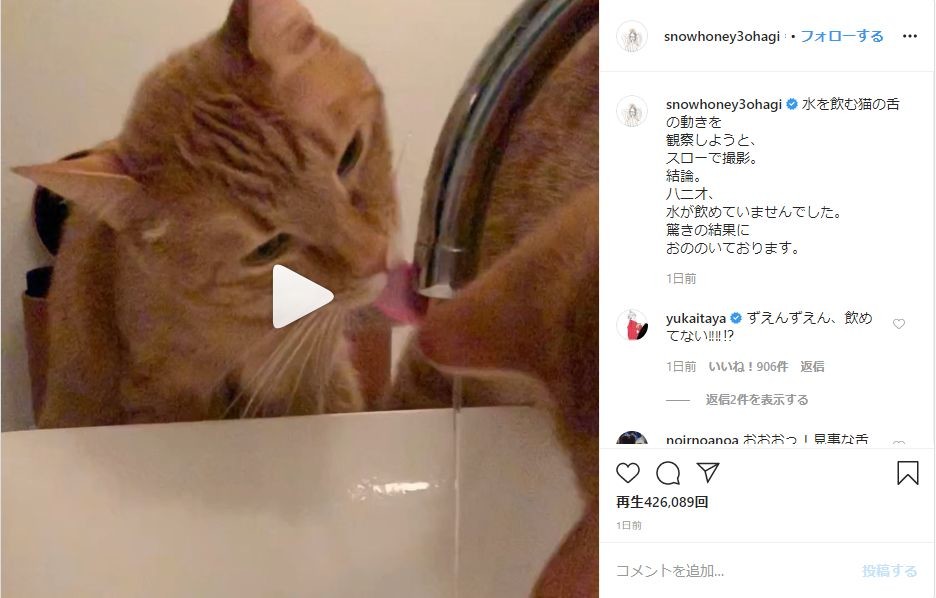 石田ゆり子、水を飲むのが「下手」すぎる愛猫を動画に