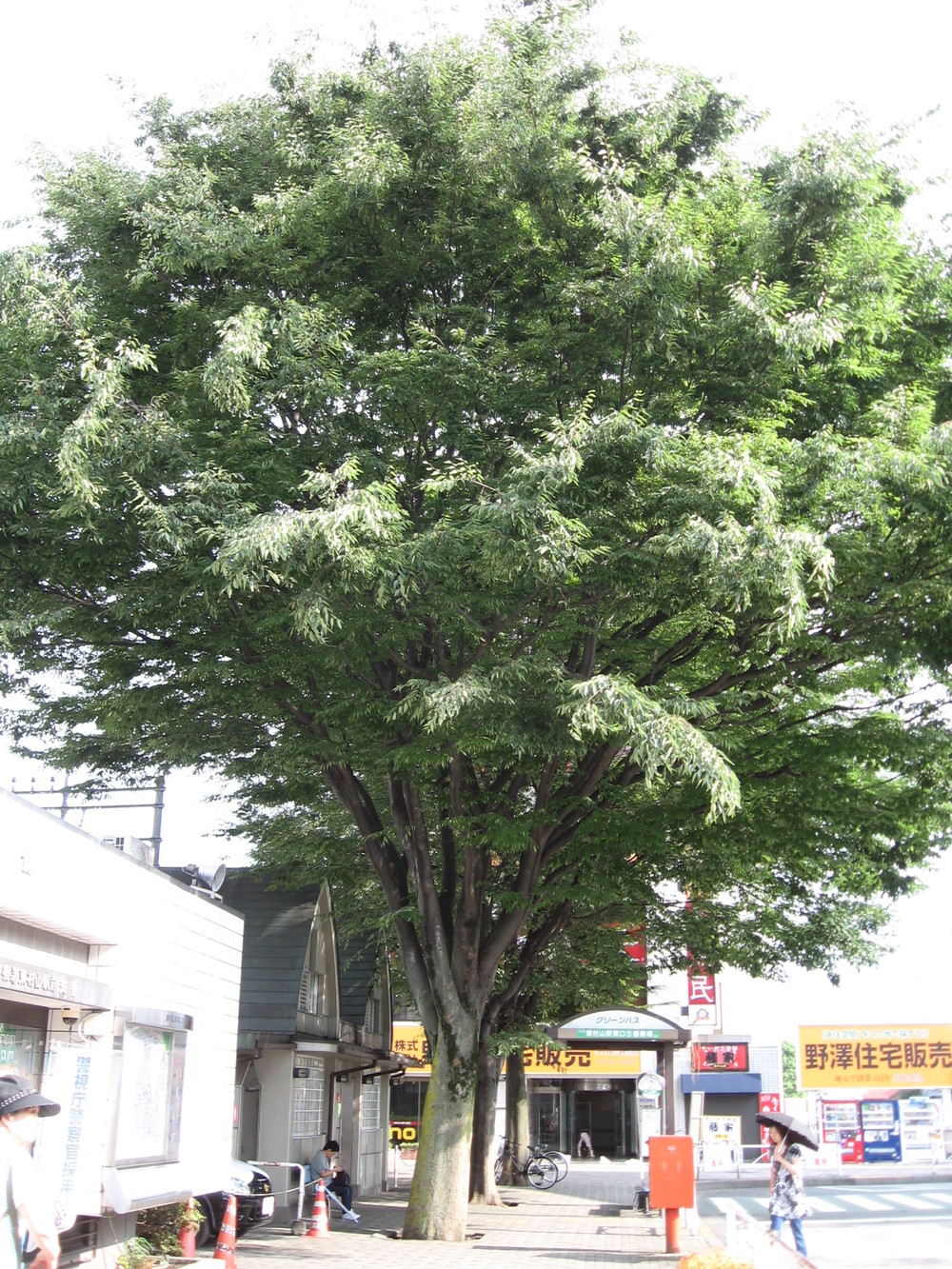 東村山市にある「志村けんの木」（ITA-ATUさん撮影、Wikimedia Commonsより）