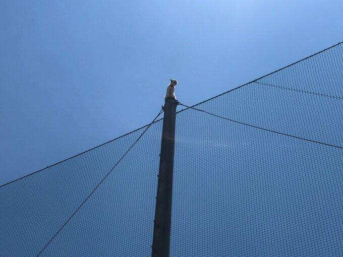 猫が鉄柱から降りられなくなった！　近畿大学が連ツイしたハラハラの救出劇