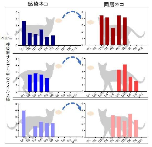 新型コロナウイルスが猫から猫に感染するかを調べた実験のイメージ（東京大学医科学研究所の資料から）