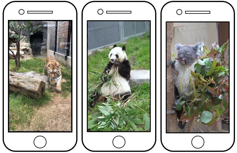 神戸市は公式TikTokアカウントで王子動物園の動物の短編動画を公開していた（市のウェブサイトから）