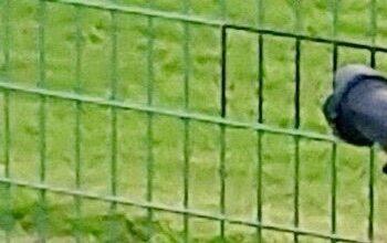 「黒塗り」されたフェンス越しにカメラを構える人物（読者提供、編集部修整）
