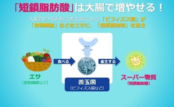 短鎖脂肪酸を増やすには善玉菌とそのエサが必要