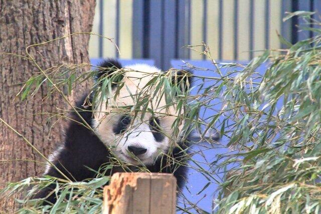 「野生動物との正しい距離を意識して」　上野動物園、シャンシャン返還に向けた「パンダアクション」展開