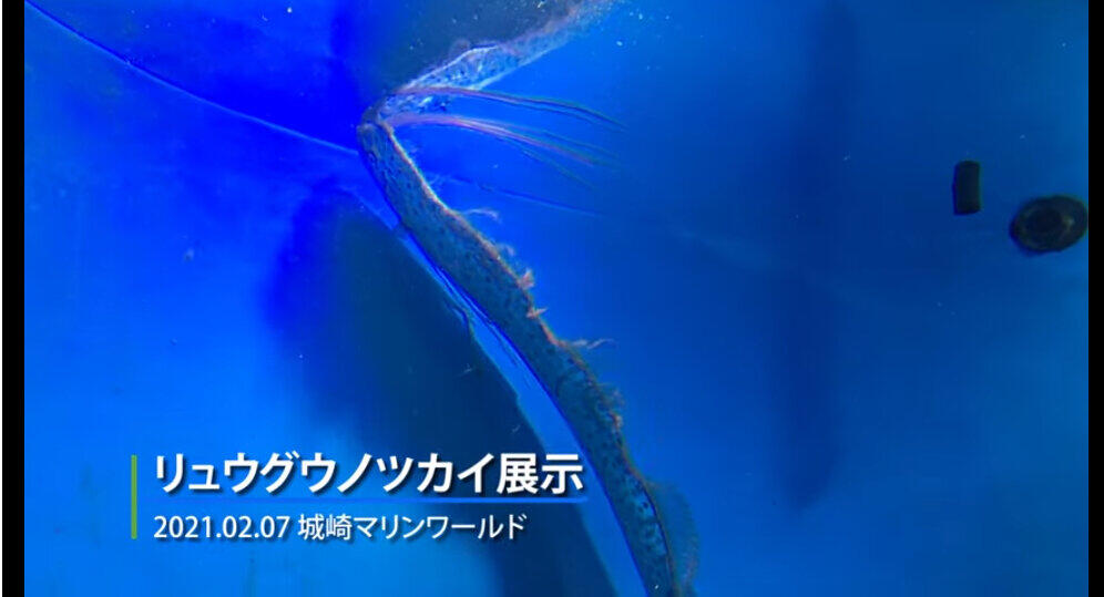 普通は「あつ森」でしか見られない？　謎の深海魚「リュウグウノツカイ」生体展示に反響
