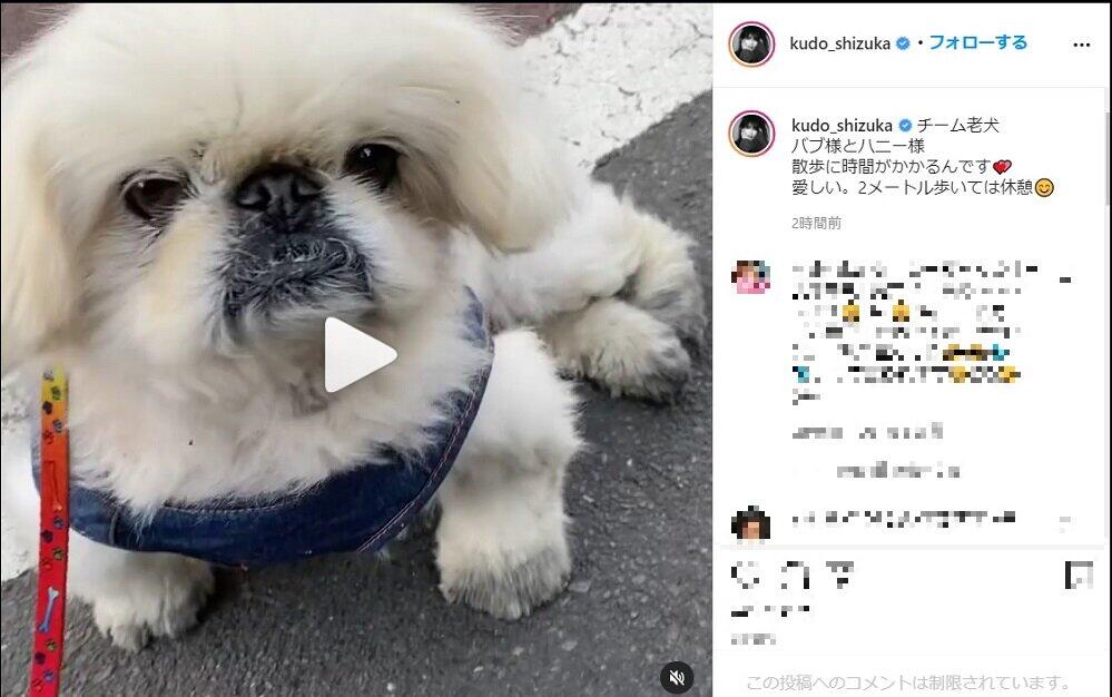 工藤静香さんがインスタ（@kudo_shizuka）で公開した、「バブ様とハニー様」とのお散歩風景。