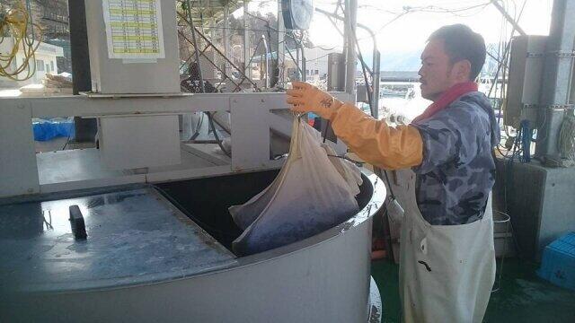 ワカメの塩蔵をする千葉さん（写真はご本人提供）