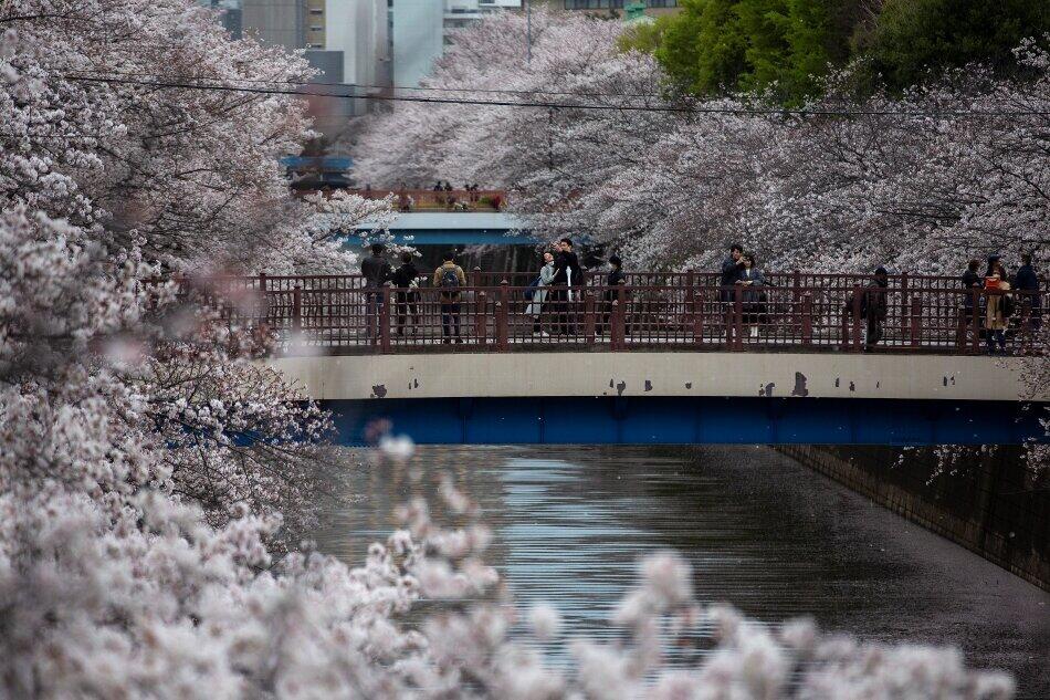 目黒川沿いの桜並木（写真：AP/アフロ）