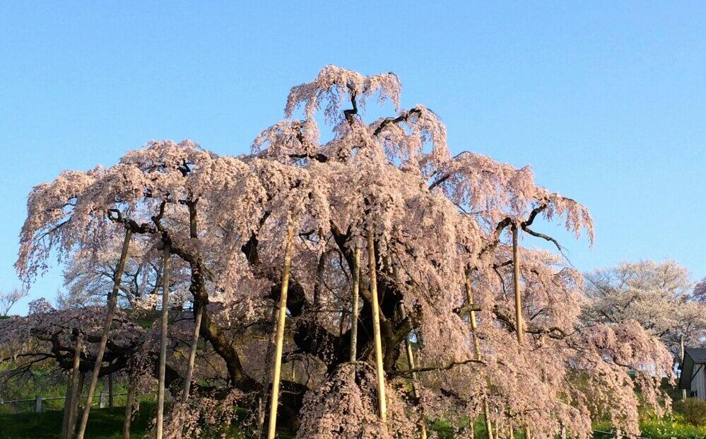 三春町にある国指定天然記念物「三春滝桜」