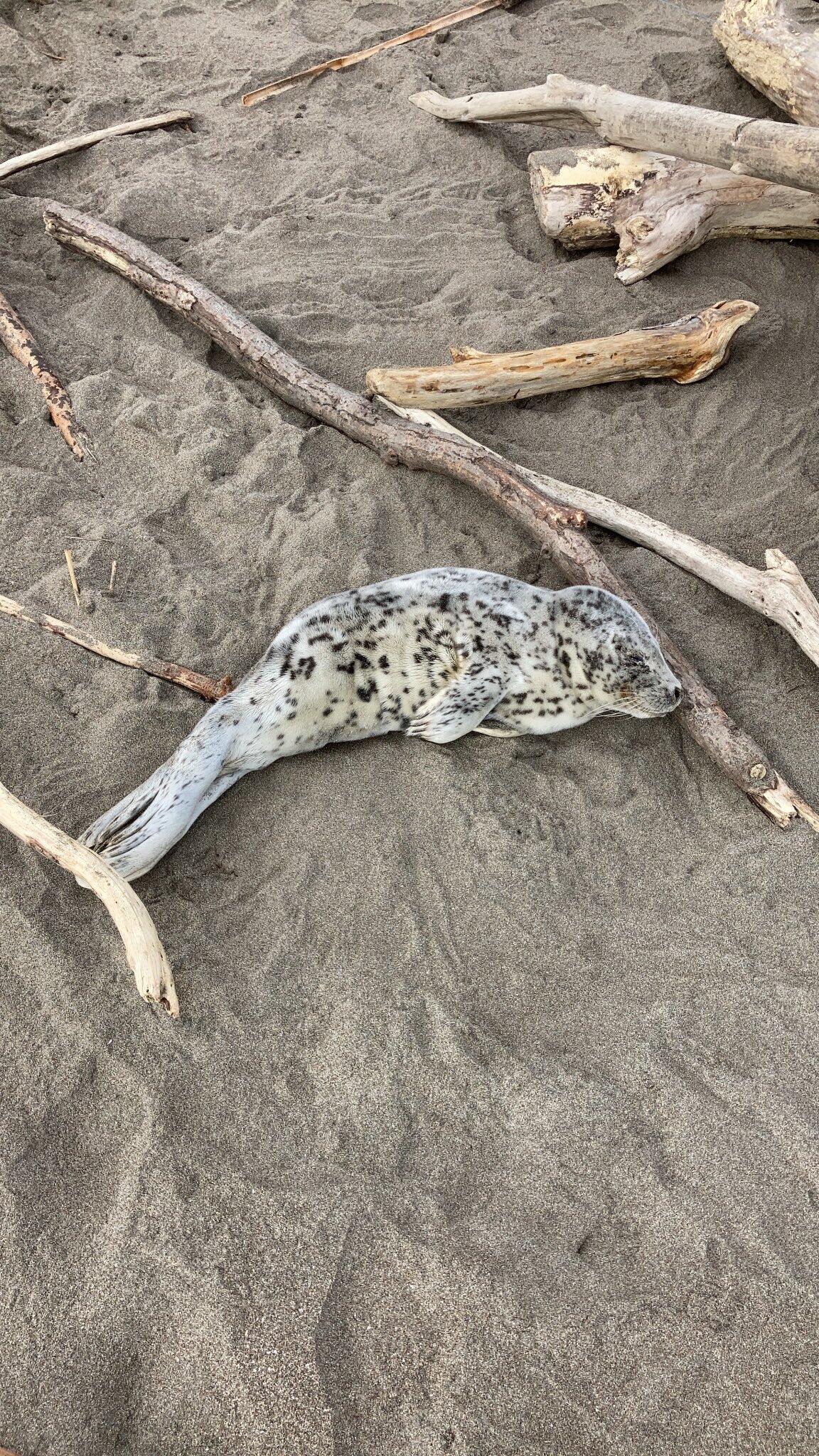 発見時のゴマちゃん