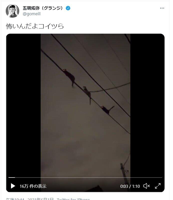  目が不気味に光る「謎の生物」が出現　電線を這う姿を芸人が目撃