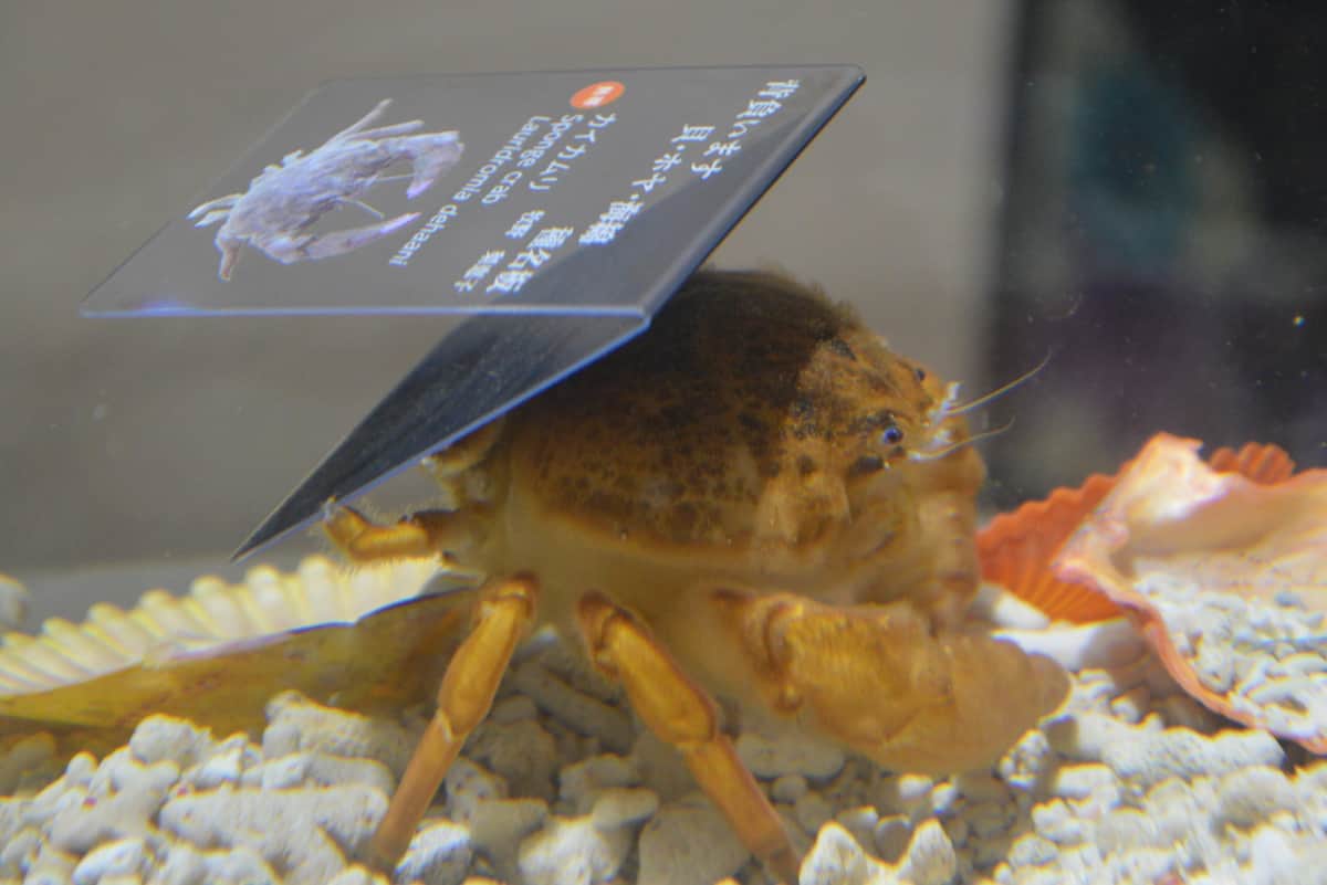 「これが本当の看板を背負う」　自己主張が強すぎるカニが話題に→なぜこの状態に？担当者に聞いた