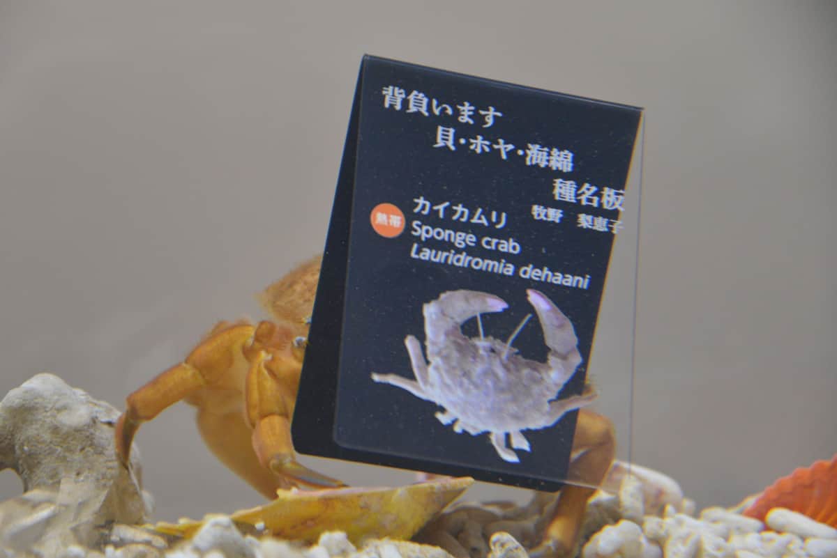 種名板を背負うカイカムリ（提供：ニフレル）