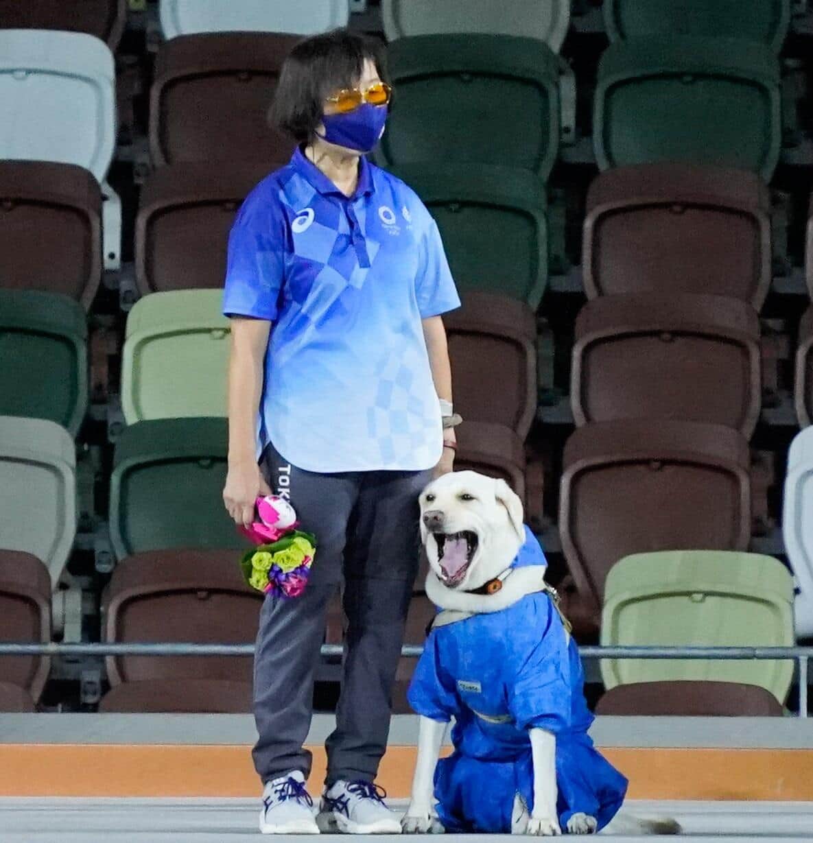 あくびをしていると話題の盲導犬(写真：SportsPressJP/アフロ)