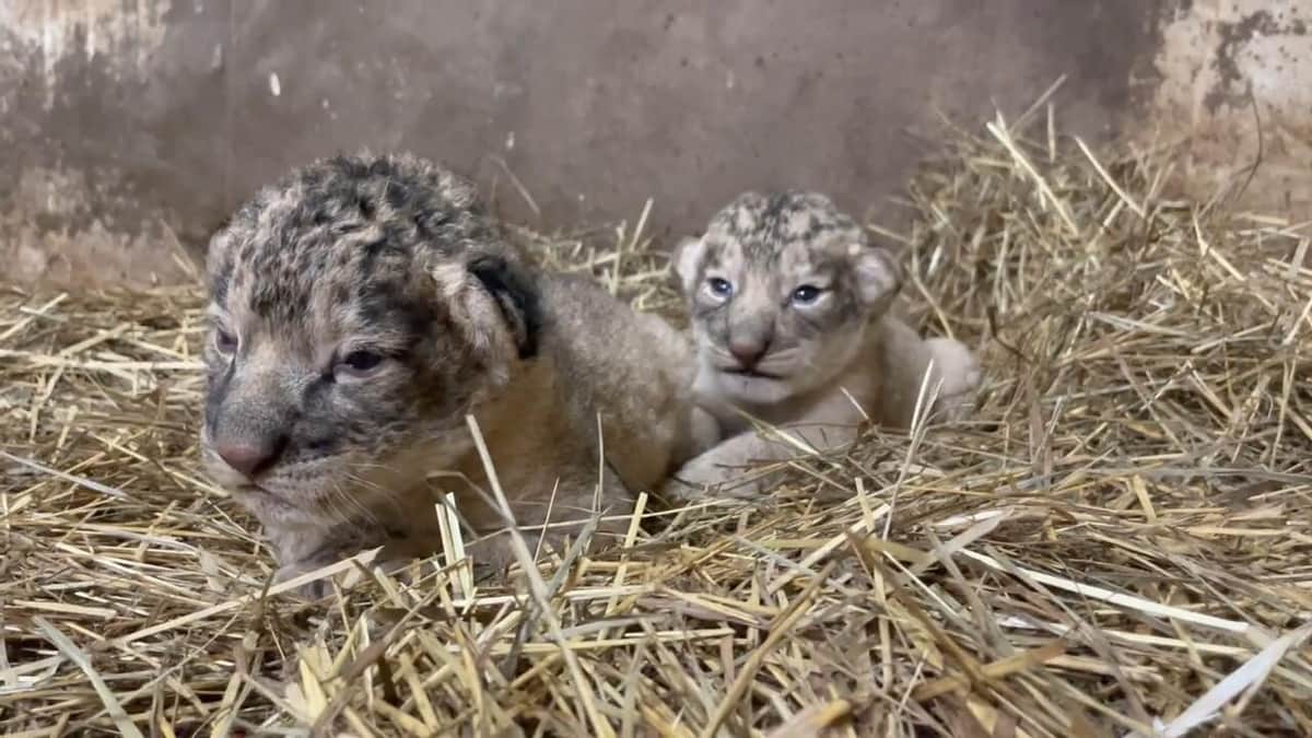 生まれたてのトウジとリツコ（群馬 サファリパーク提供）